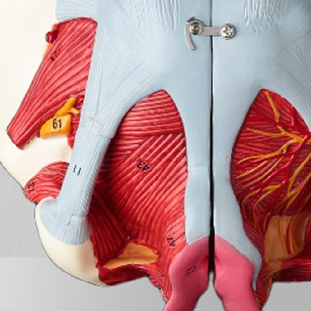 Kobiecy Model Anatomii Miednicy, Żeńskie Dno PVC Miednicy, Model Neuronowy, Materiały Laboratoryjne, Miednica Macicy