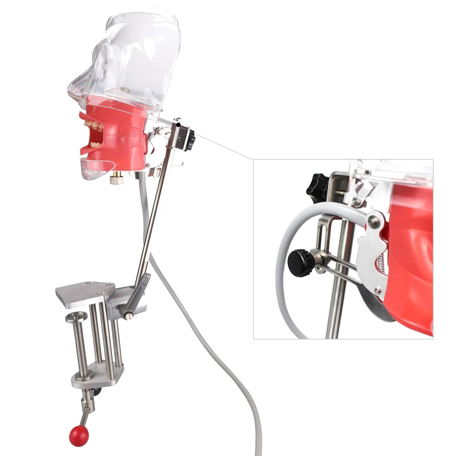 Dental Teaching Head Modell mit Ersatzzähnen Manikin Kopf Clip on Type