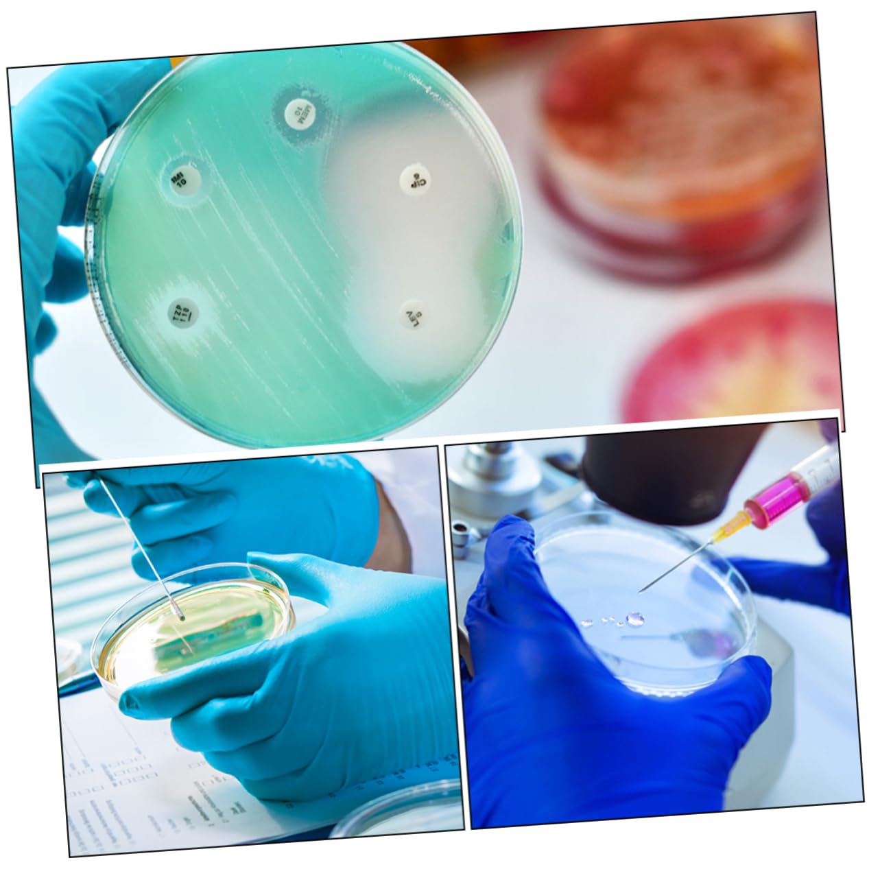 Gatuida 50pezzi Piastre Da Coltura Cellulari Trasparenti Plastica Per Esperimenti Di Laboratorio e Ricerca Scientifica Design Resistente e Pratico Con Coperchio