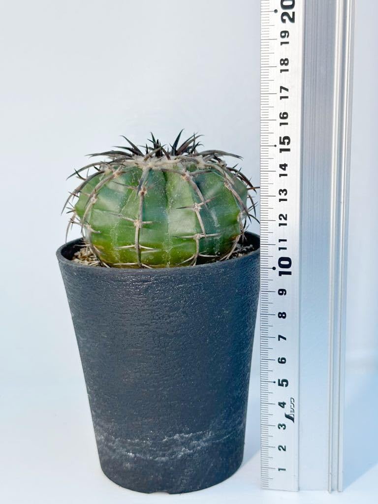 Amazon.co.jp: ディスコカクタス トリコルニス ギガンティア