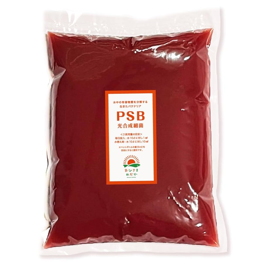 ブラジル産 珍品ゾウムシ 47mm ブラジル産珍品ゾウムシ47mm