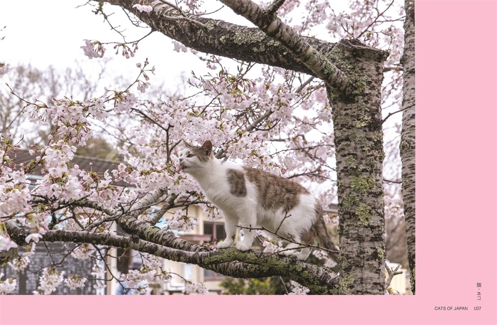 Neko Cats of Japan