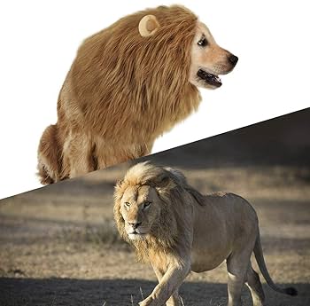 アニマル 被り物 キャップ コスプレ さる 犬 くま キリン ライオン ヒョウ 楽天市場】【ランキング1位受賞】 アニマル帽子 | 動物 どうぶつ