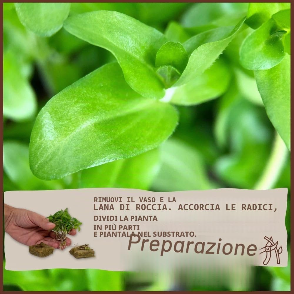 AquaOne Pianta per acquario Anubias barteri var. barteri | Pianta acquatica per acquario, rizoma/rizoma, completamente radicata, facile da pulire, decorazione per Aquascaping