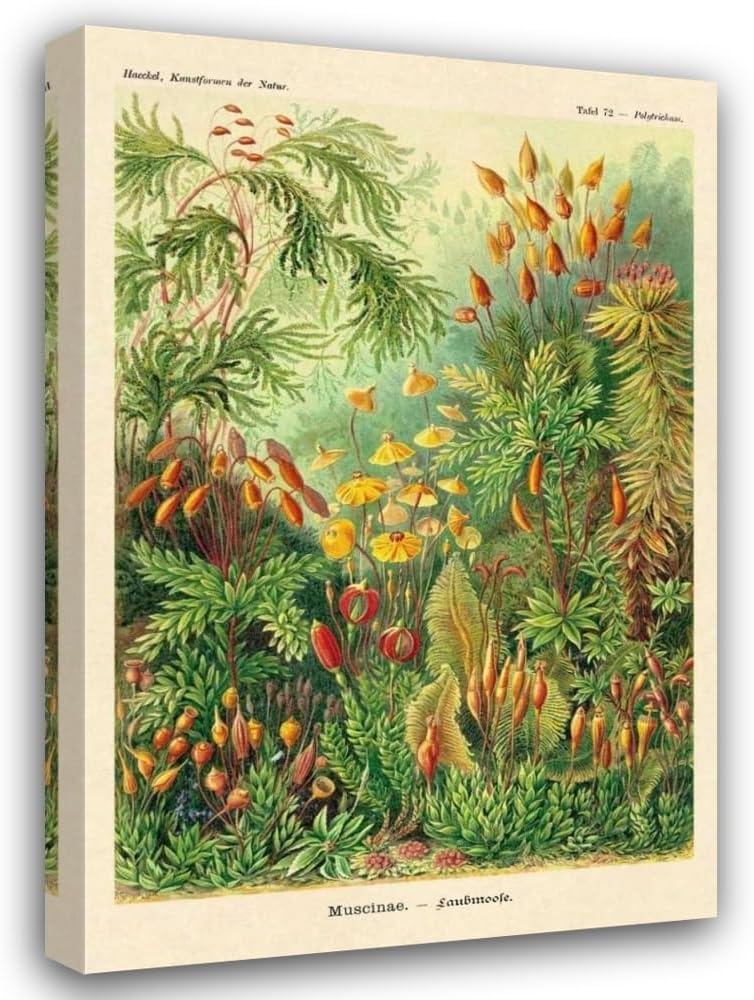 Haeckel, Ernst 17x24 Black Modern Framed Art Print Titled Haeckel Nature Illustrations: Muscinae