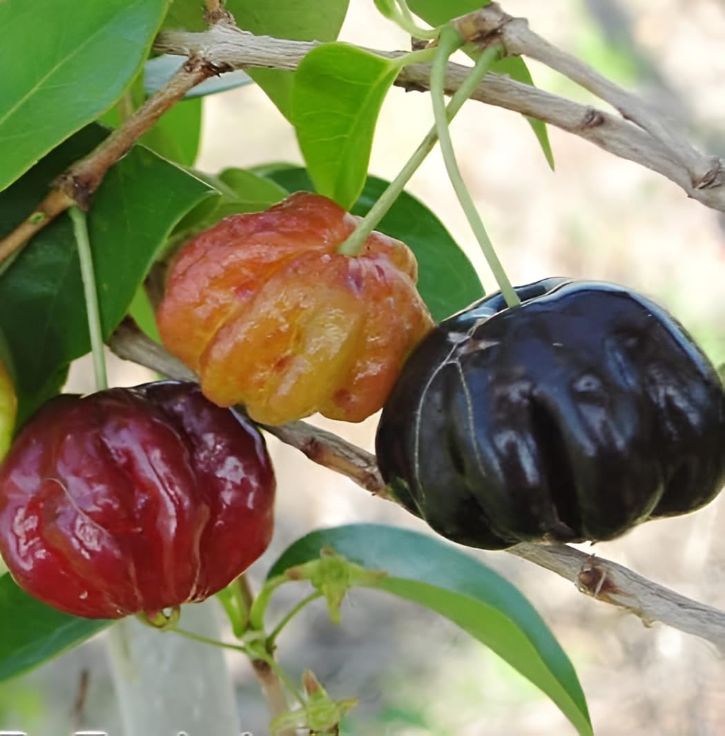 Oxiflora "Black Surinam Cherry"Grafted/Clone type hybrid - 1 Healthy Live Super Yielding Early Fruting Black Surinam Cherry Fruit Plant 1-1.5 Ft Height in Nursery Grow Bag for Home Garden (B0C55J41GR) Amazon Price History, Amazon Price Tracker