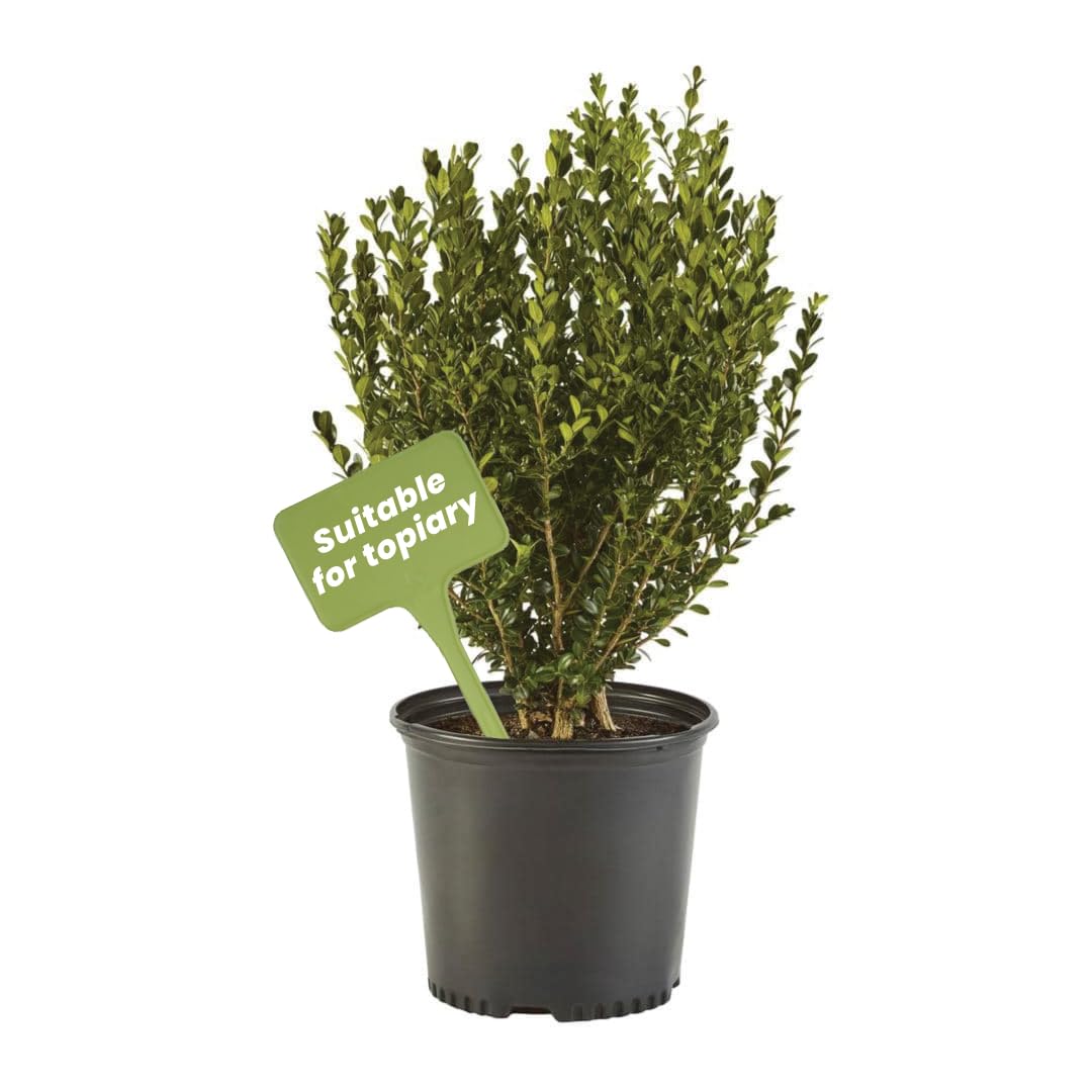 American Plant Exchange Live Wintergreen Boxwood 10 Inch Pot