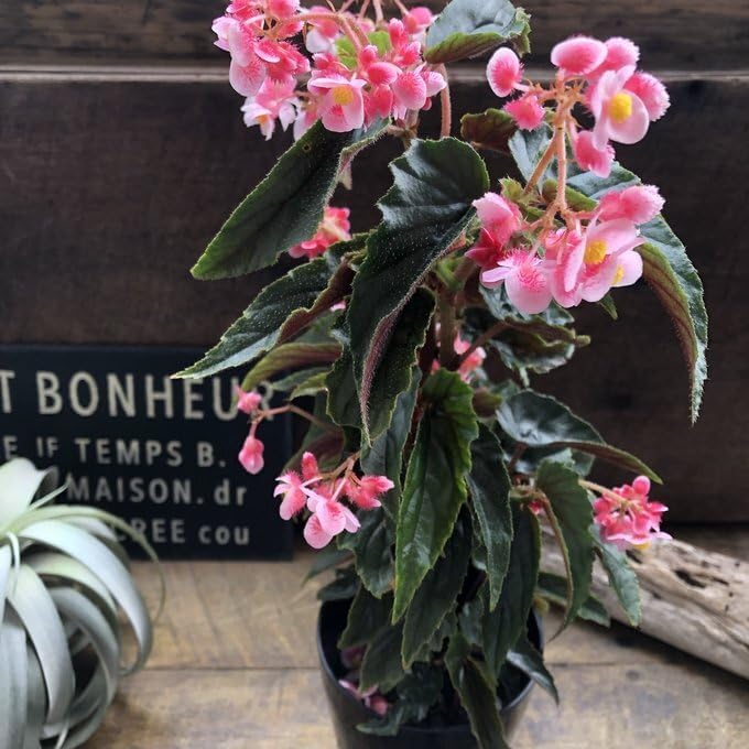 Hanaさま 木立性ベゴニア ジニー 可愛い花 有毛小葉 ベゴニア マクラータ