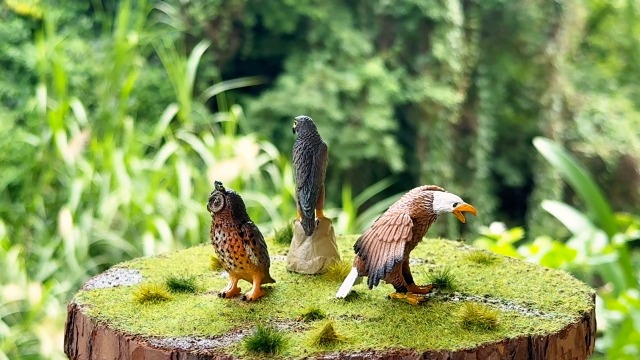 Amazon.com: Gemini&Genius Falcon, Eagle, Owl Birds Animals Action