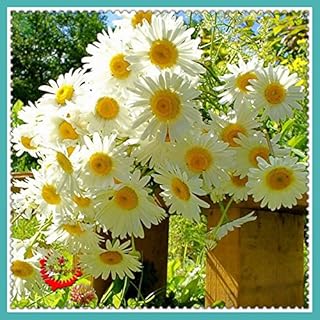 400 German Fragrant Chamomile Flower Seeds Heirloom NON-GMO Fragrant orchid creepers