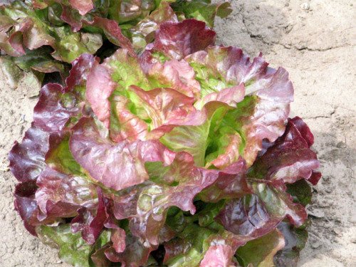 Bhajanlal Greenery Lettuce Butter Head Red Seeds Pack of 50+Seeds fo your Balcony & Garden | Organic Grow Seeds (B01L6DLLLQ) Amazon Price History, Amazon Price Tracker