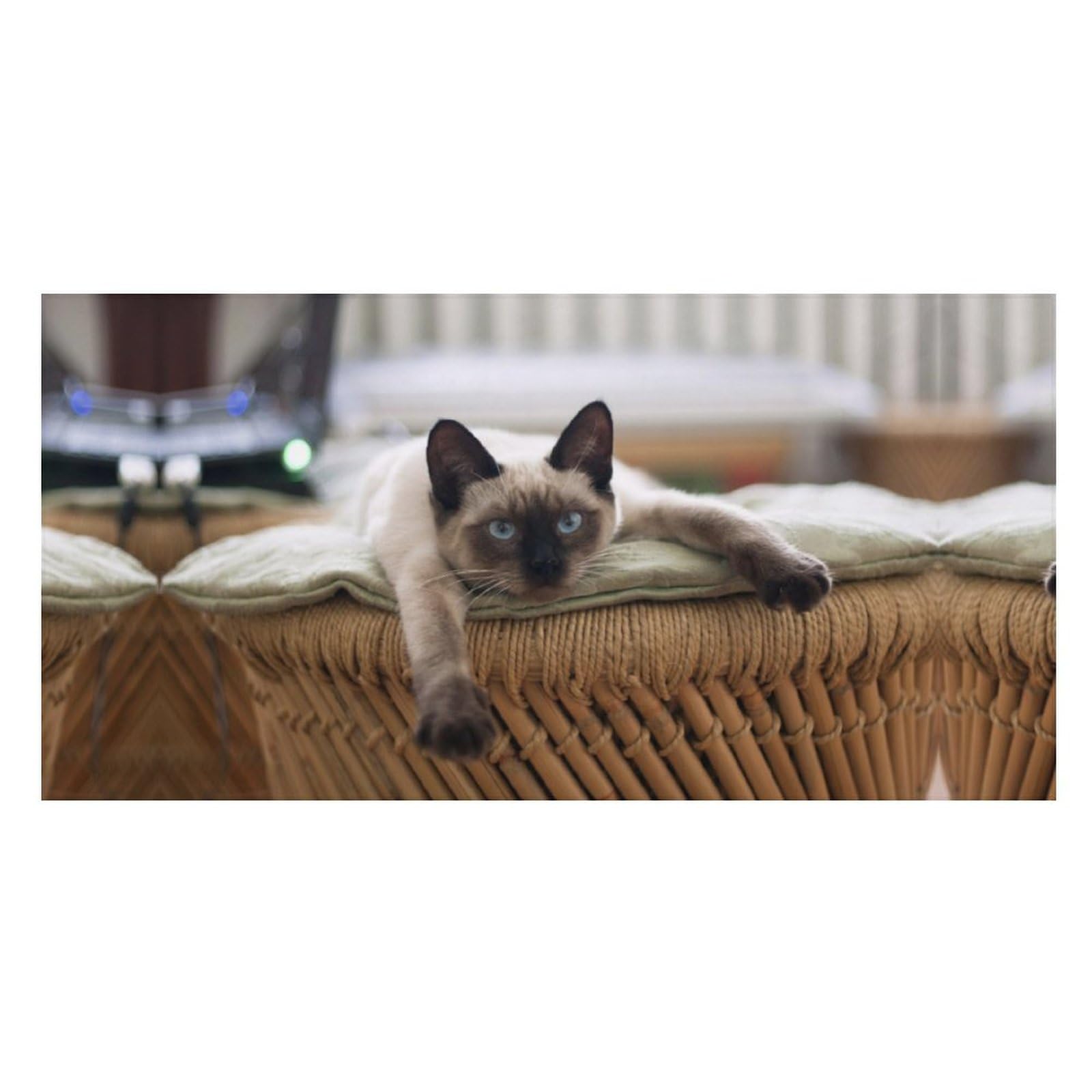 LEDFCVSU Beach Towel, Siamese Thai Cat Mandala Bath Towel, Pool Towel Great for Gym Swimming 80 X 160cm