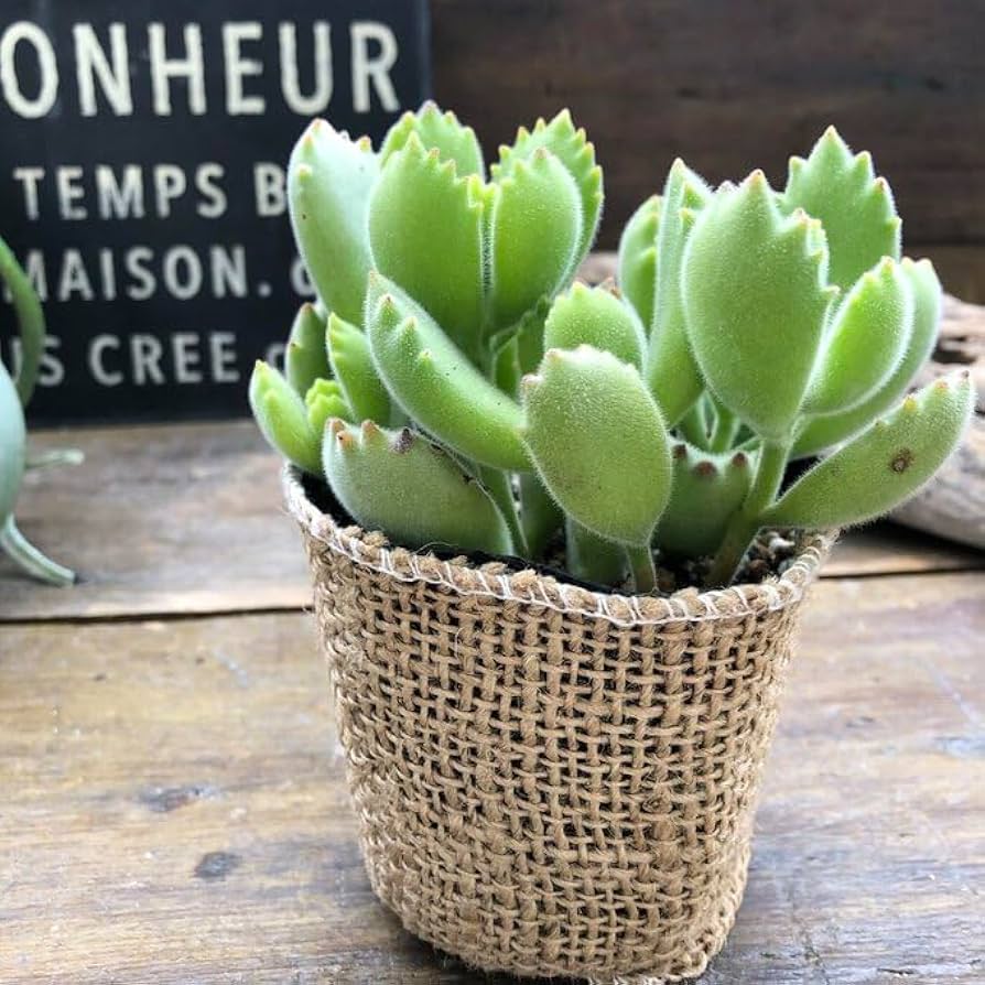 熊童子 多肉植物 コチレドン熊童子錦の基本情報・育て方｜多肉植物・サボテン図鑑