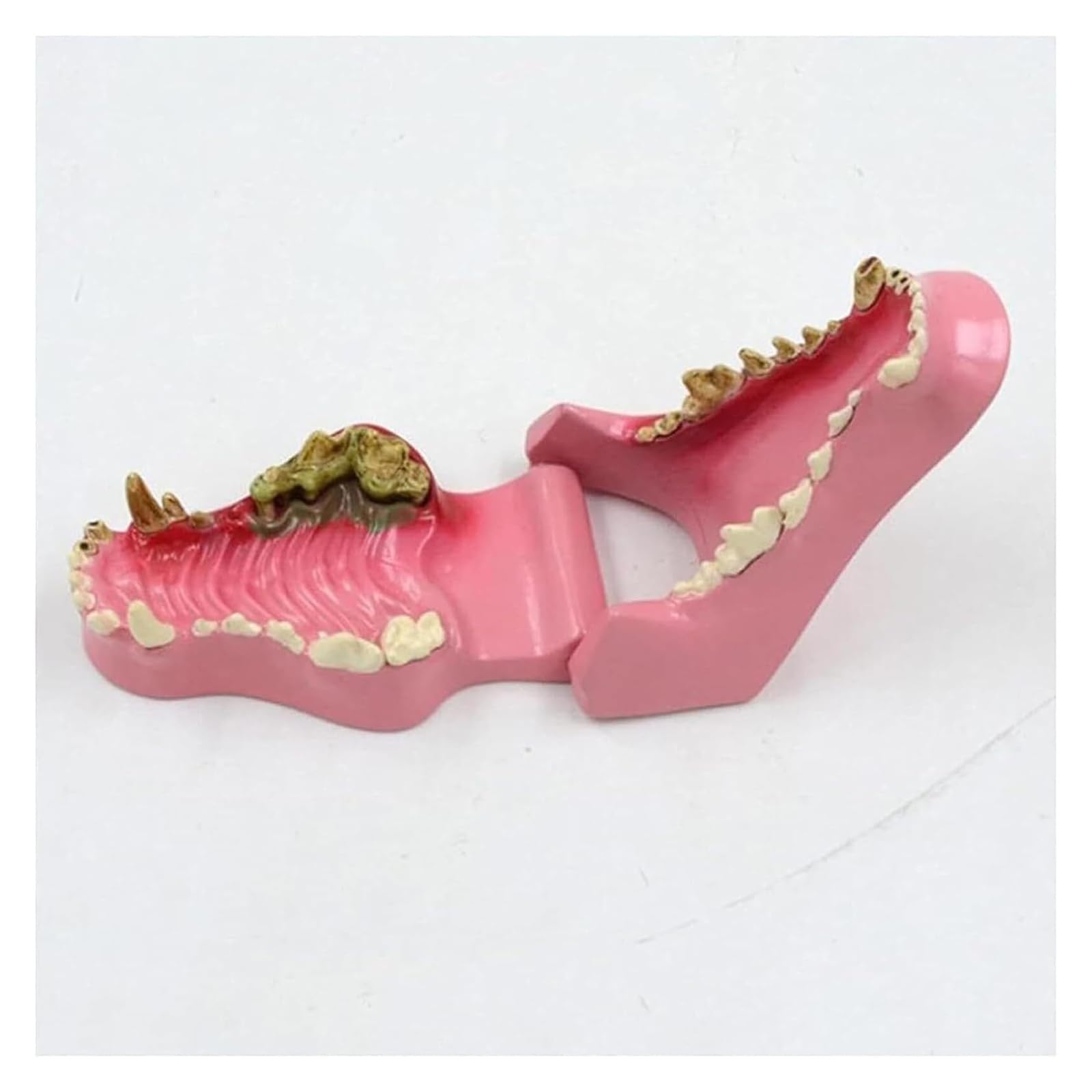 Modelo de dientes de perro enfermo, muestra dientes sanos y dañados, para el estudio de anatomía oral animal, para enseñanza veterinaria, demostración de clínica de mascotas