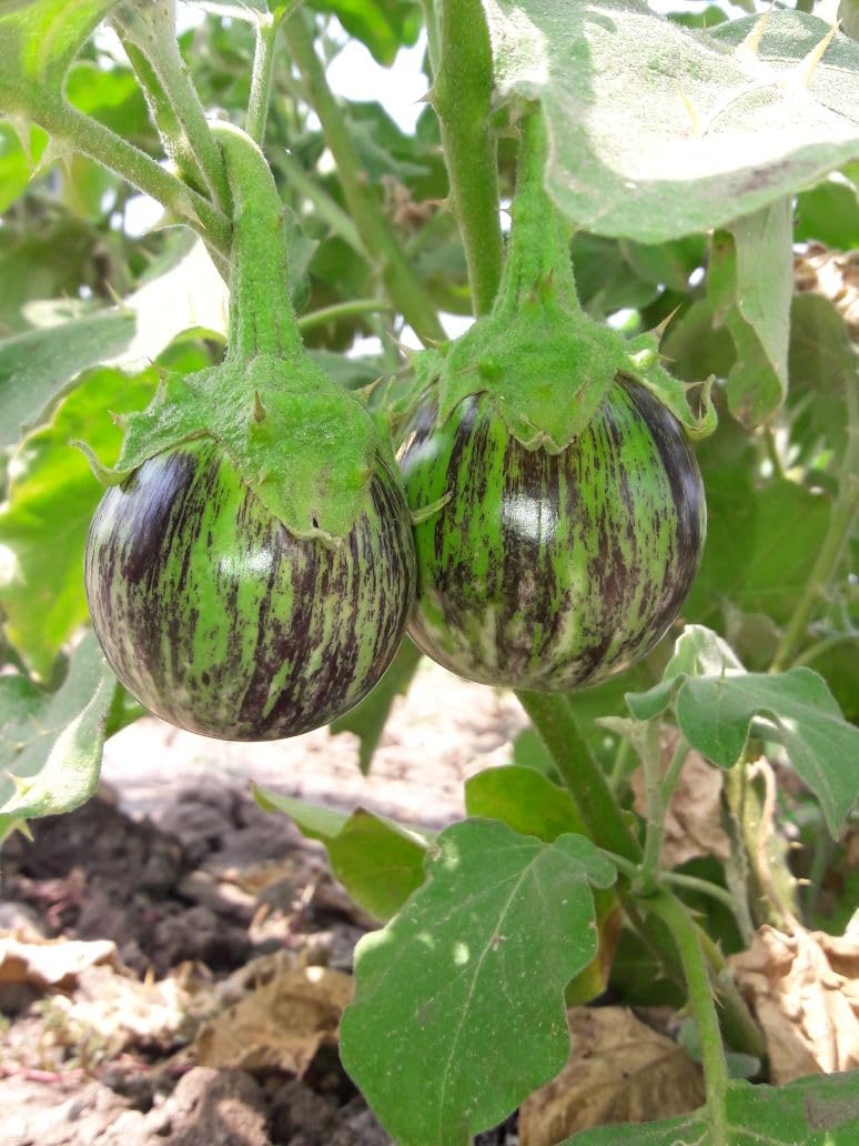 brinjal seeds for home gardening pots, pots home garden brinjal seeds (Pack of 400) (B0CN4PS19M) Amazon Price History, Amazon Price Tracker