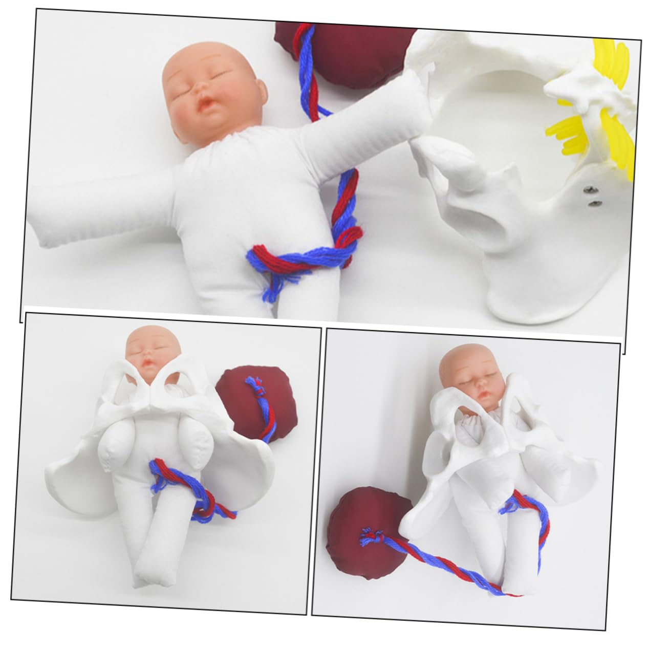 GALPADA Modelo de Pelvis de Parto para Enseñar Anatomía Pélvica Femenina Simulador del Proceso de Parto para Educación Prenatal Herramienta de Demostración para Aula