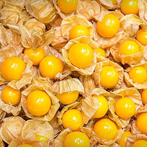 Tomatillo Seeds - Cape Gooseberry - Large Fruit 100Pcs Seeds - Physalis Peruviana - Farm & Garden Vegetable Seeds - Non-Gmo, Heirloom, Open Pollinated, Annual - Husk Tomato #TOP21