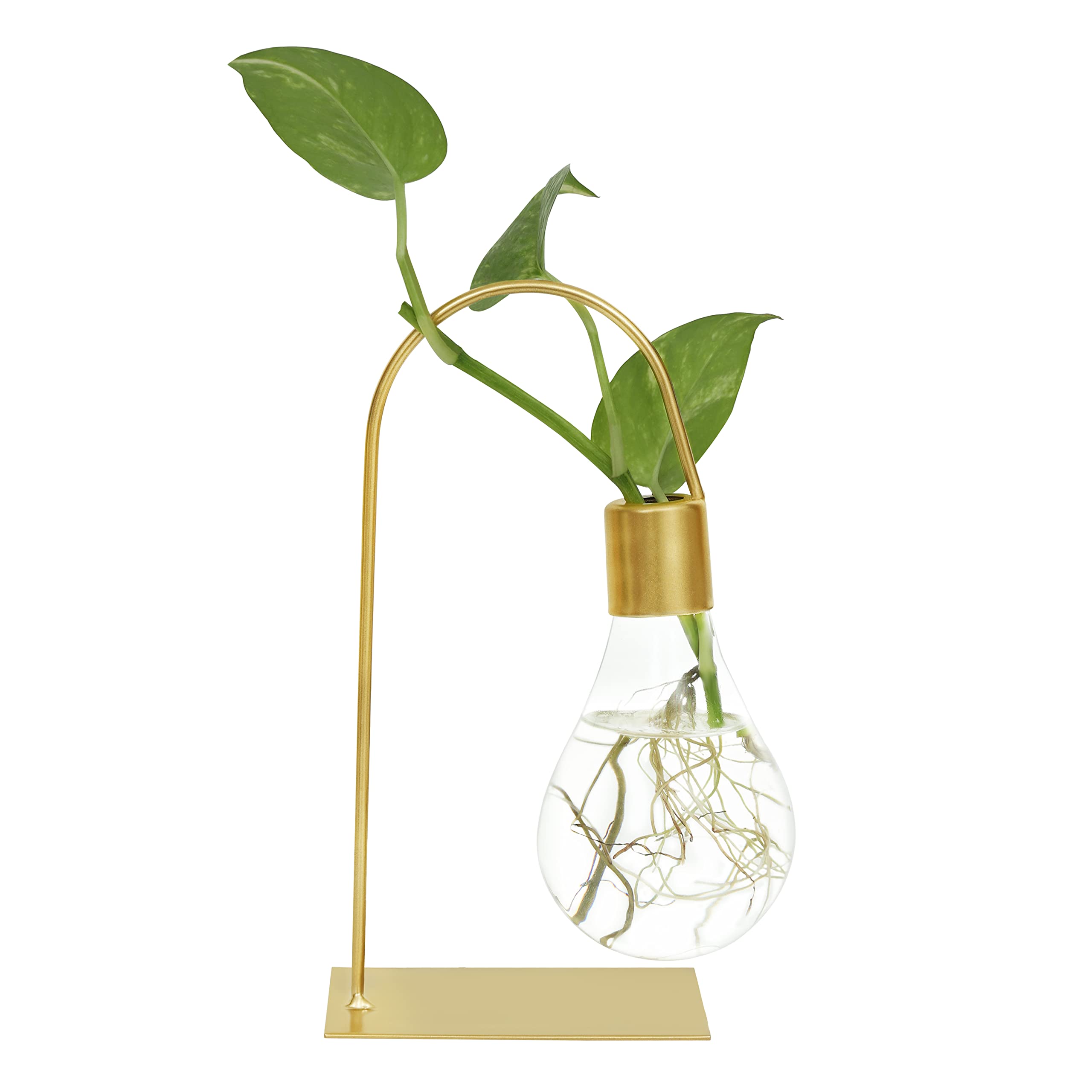 Buy About Space Hydroponics Glass Hanging er 8 Inch Terrarium Bulb er