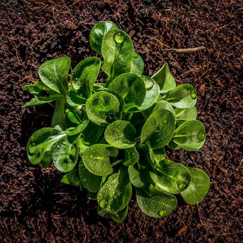 lattuga di agnello biologica invernali, orto resistente decorazioni da giardino per esterni semi di varietà antiche balcone serra semi rampicanti 200semi