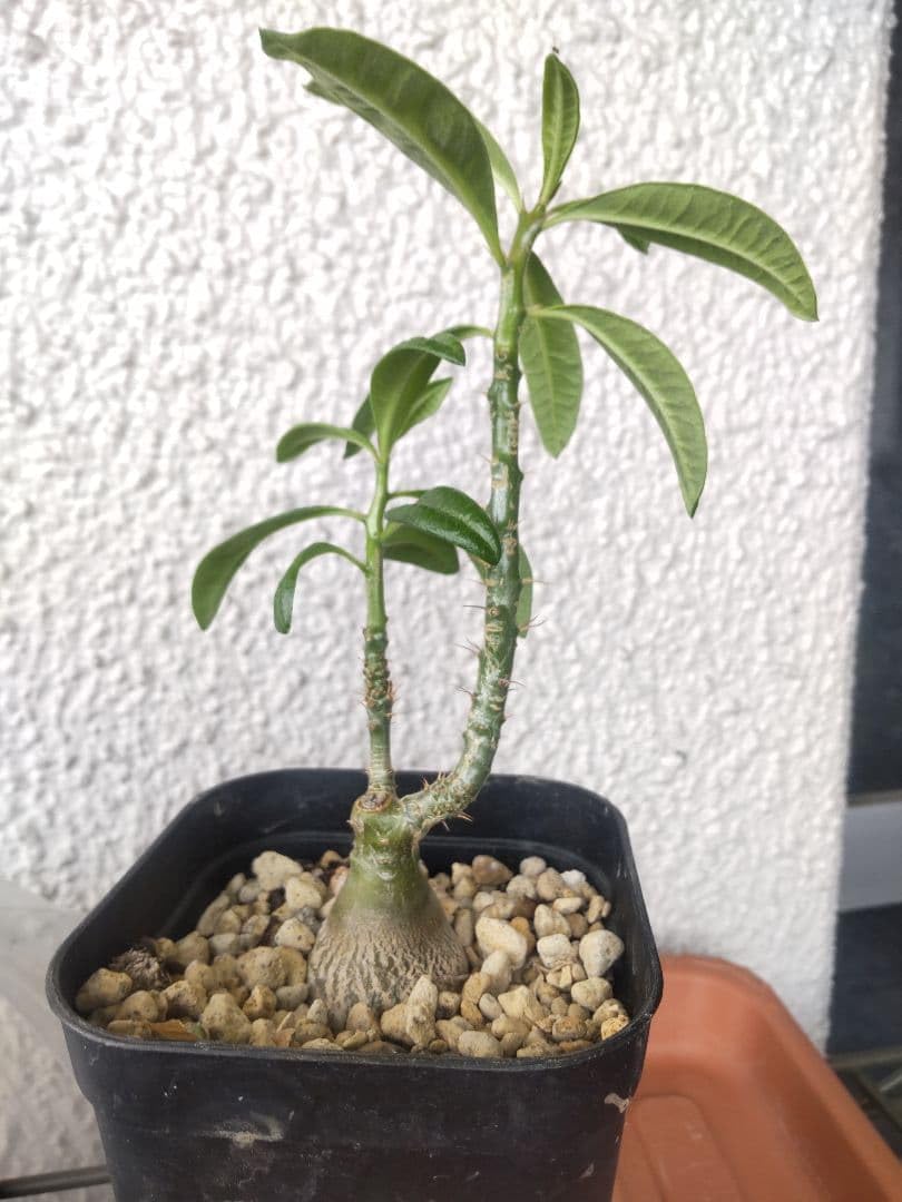 Amazon｜パキポディウム サキュレンタム 抜き苗｜観葉植物 オンライン通販