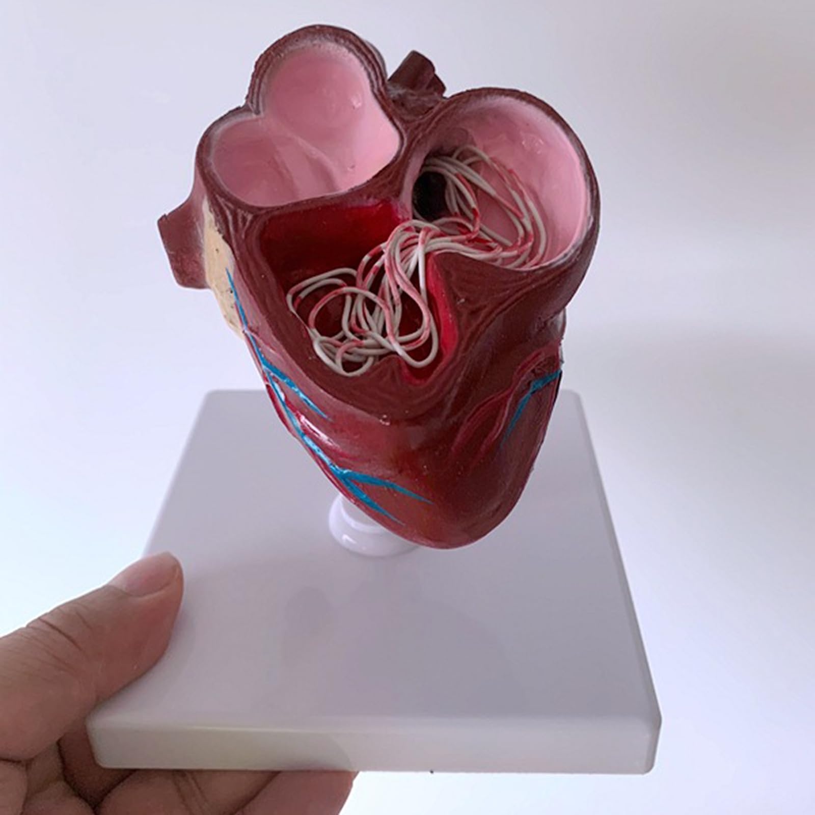 Modelo de anatomía de corazón y gusano del corazón de perro, construido con ventrículos y vasos sanguíneos, equipado con una base desmontable, perfecto para la educación veterinaria y el uso docente.
