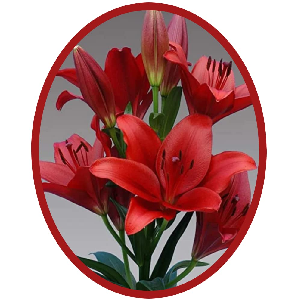 See full amazon price history chart for Asiatic Lily Imported 100% Color Guarantee Red Flower Bulbs Pack Of 5 Bulbs By Andhagnai Greens Asiatic Lily Imported 100% Color Guarantee Red Flower Bulbs Pack Of 5 Bulbs By Andhagnai Greens (B0BQWWT2XD) Amazon Price History, Amazon Price Tracker