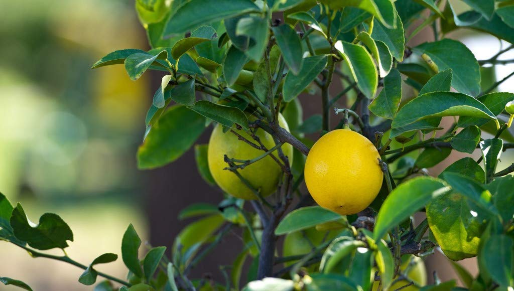 See full amazon price history chart for Creative Farmer Live Plant Lime Citrus Trees For Summer Exotic Garden Plant(1 Healthy Live Plant) Creative Farmer Live Plant Lime Citrus Trees For Summer Exotic Garden Plant(1 Healthy Live Plant) (B08Q8LD3ST) Amazon Price History, Amazon Price Tracker