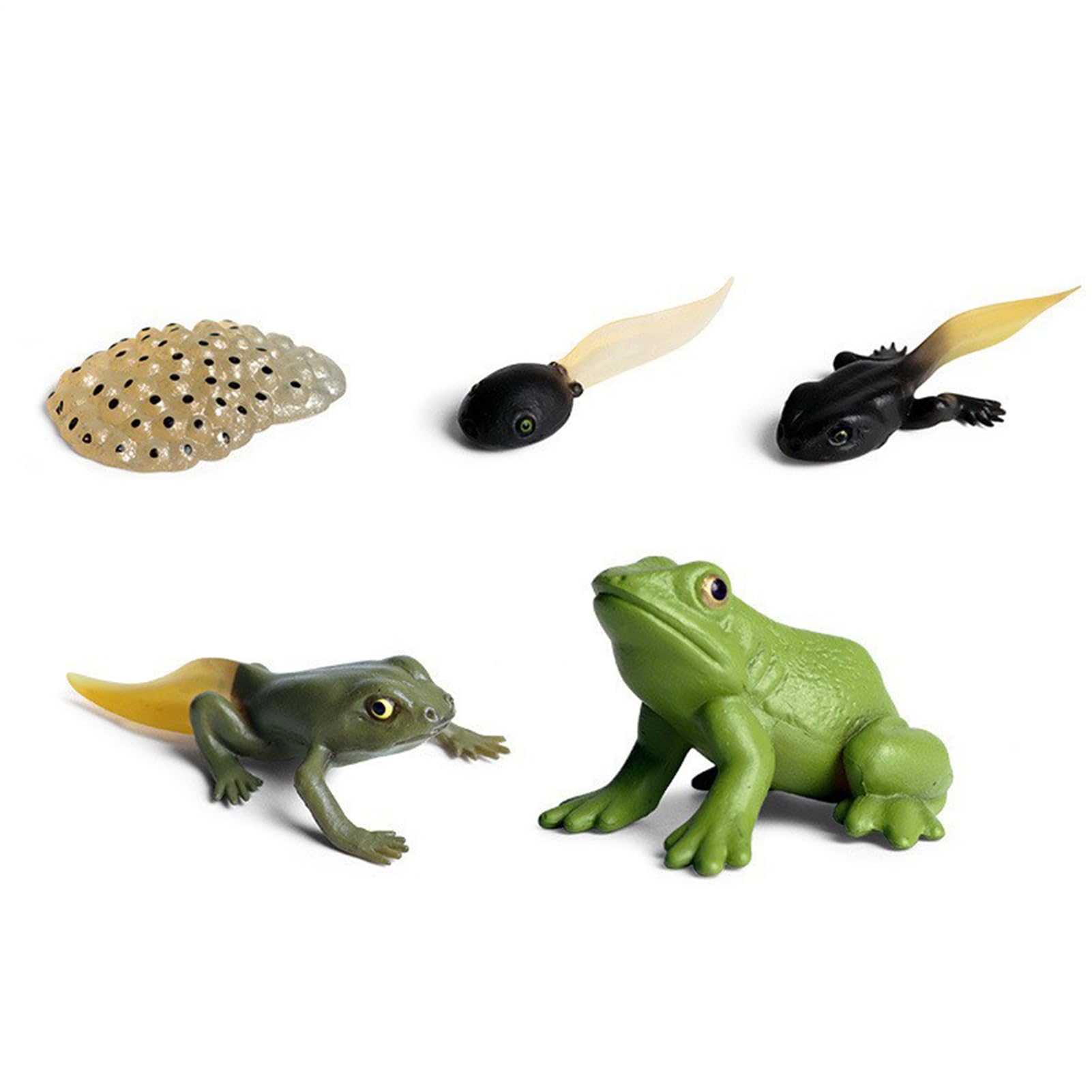 insectt Toys Life Cycle - insectt Life Cycle Toys with 5 Life Stages | Animal Life Cycle Figures of Frog Growth | Animal Life Cycle Figurines of Frog for Learning and Teaching Aids