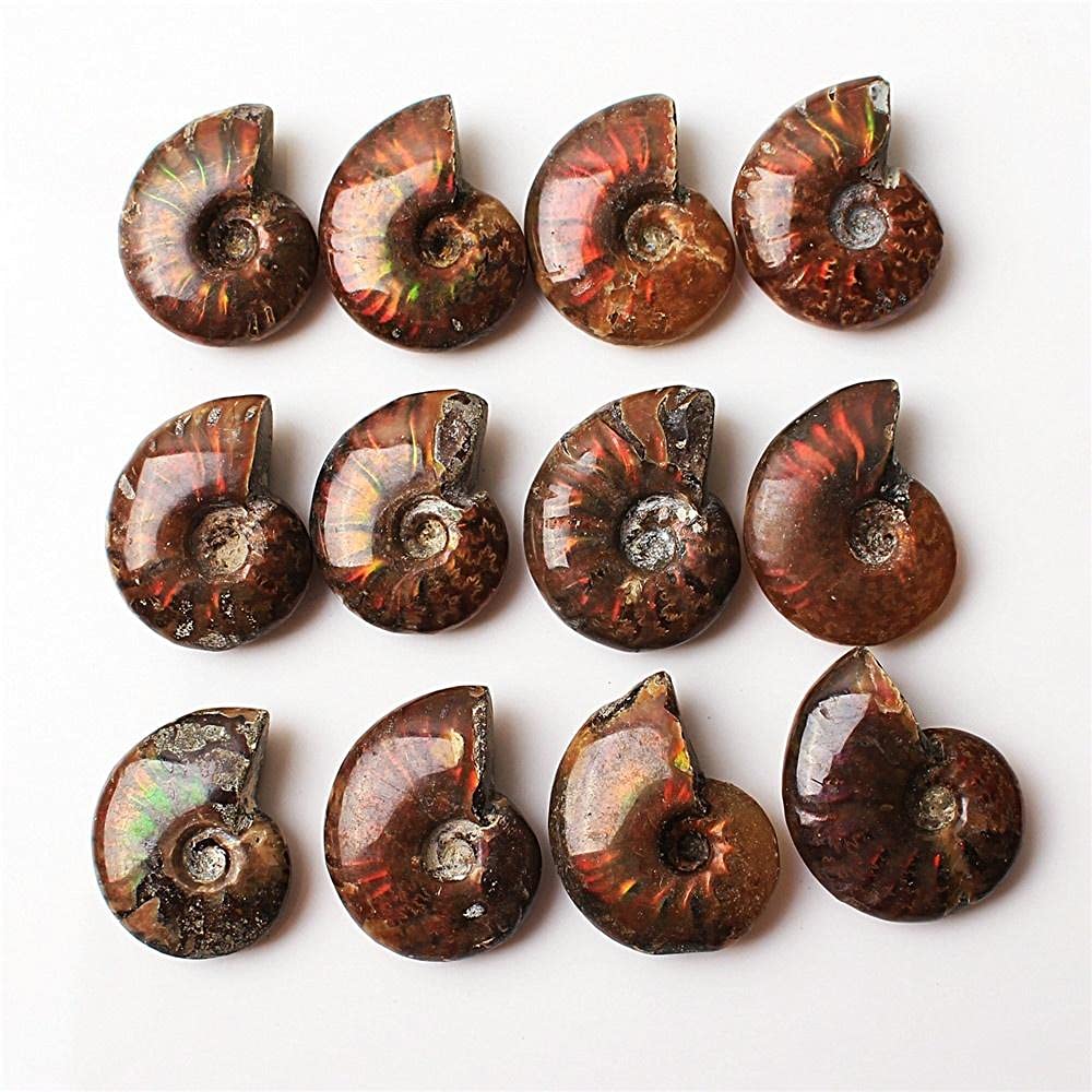 Amazon.co.jp: 1ピースレアライトアンモナイト化石シェルカラフルな