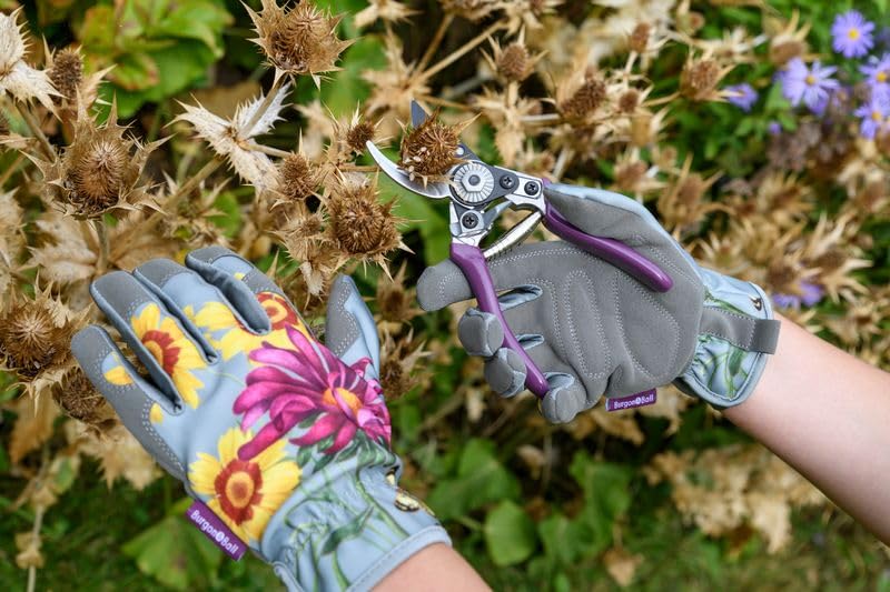 Burgon & Ball RHS Geschenkset Gartenschere und Halfter Asteraceae