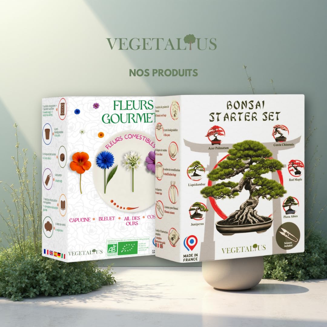 Kit completo de 6 Bonsai con semillas y accesorios - Fabricado en Francia - Idea original de regalo para mujer y hombre para tu interior o jardín. Ideal para Navidad o Secret Santa