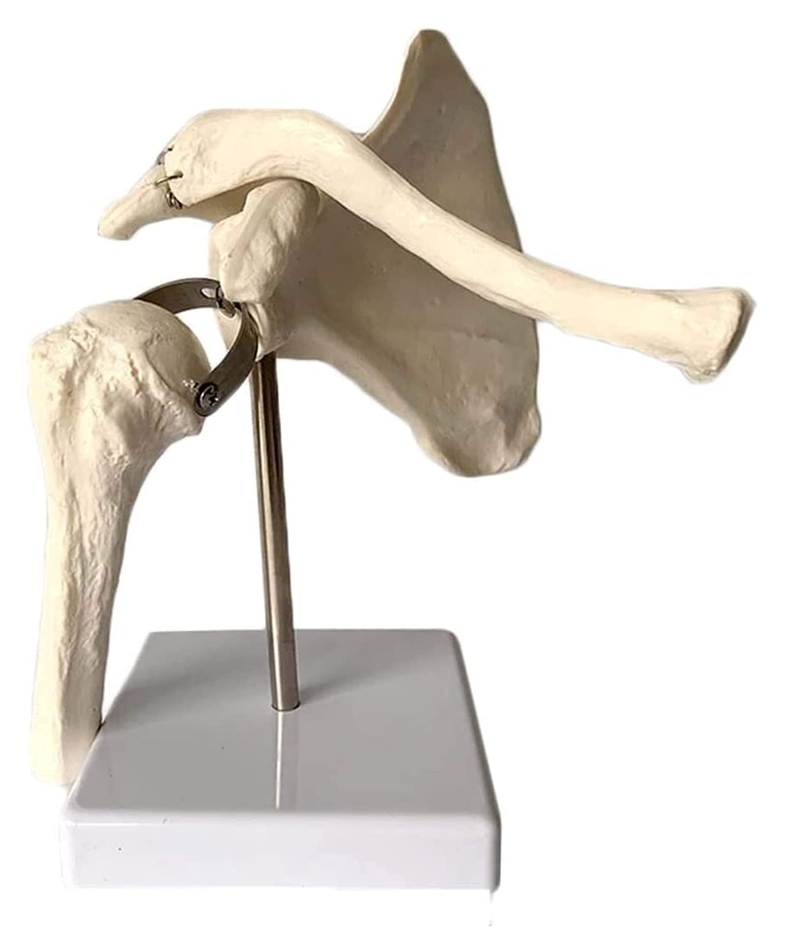 Buy Anatomical shoulder model anatomical model of human simulation