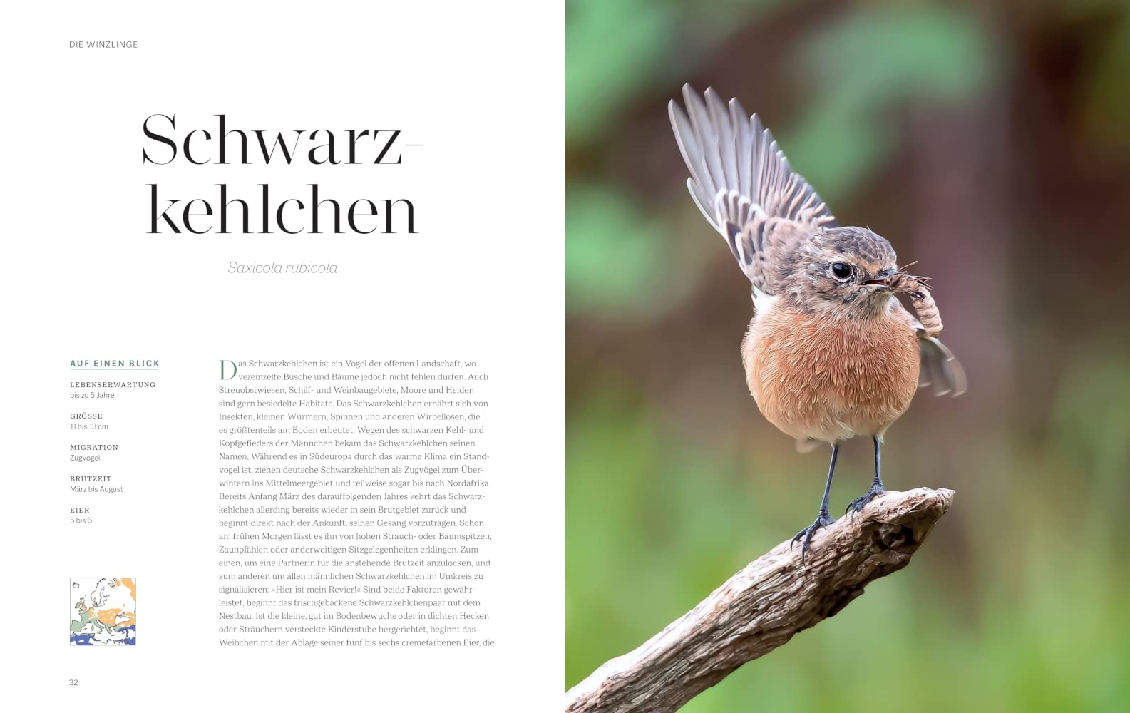 Die magische Welt unserer Vögel: Die heimische Vogelwelt ganz neu entdecken und schützen (BLV Vögel)