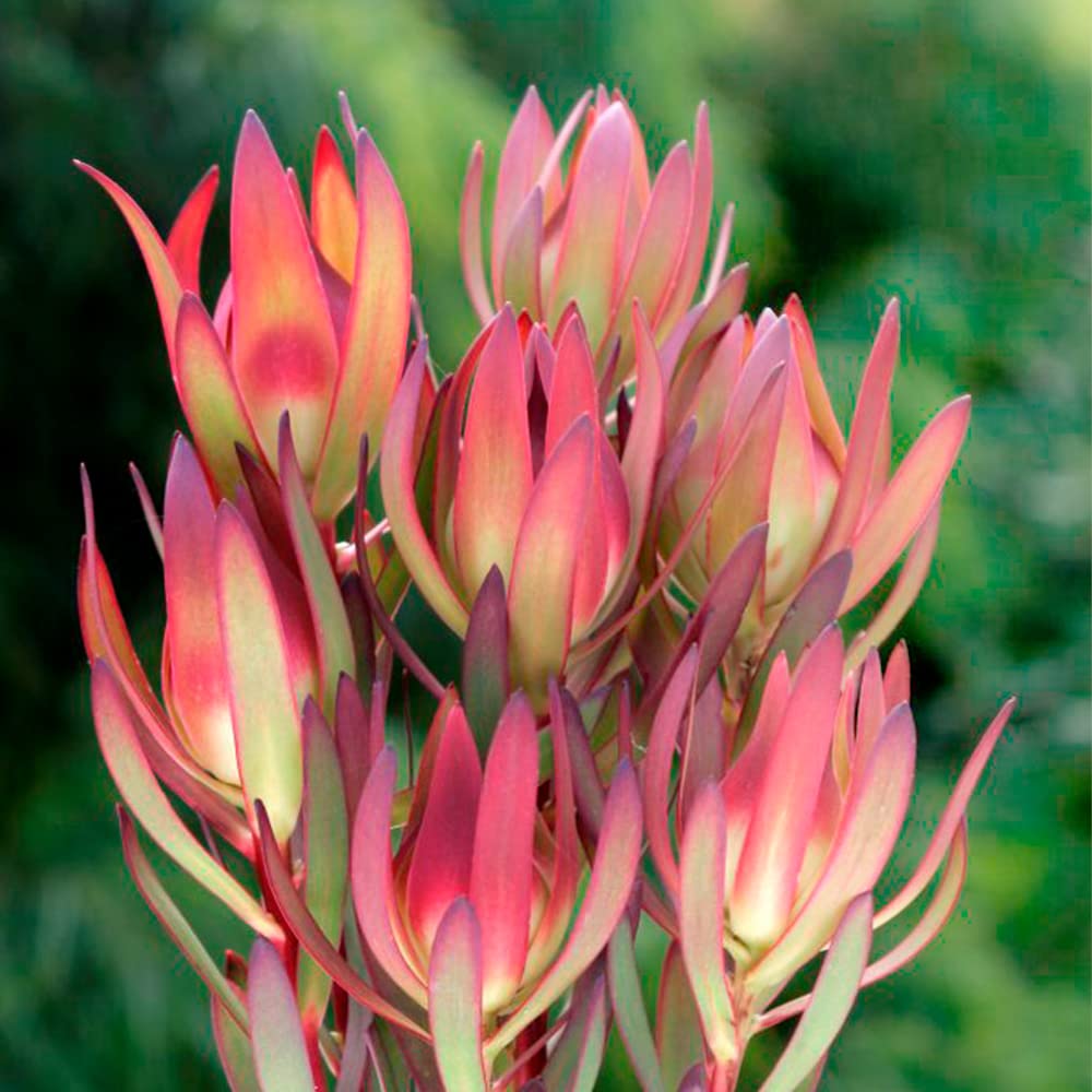 Amazon.co.jp: リューカデンドロン・エイミー(アミー) 5号鉢【品種で