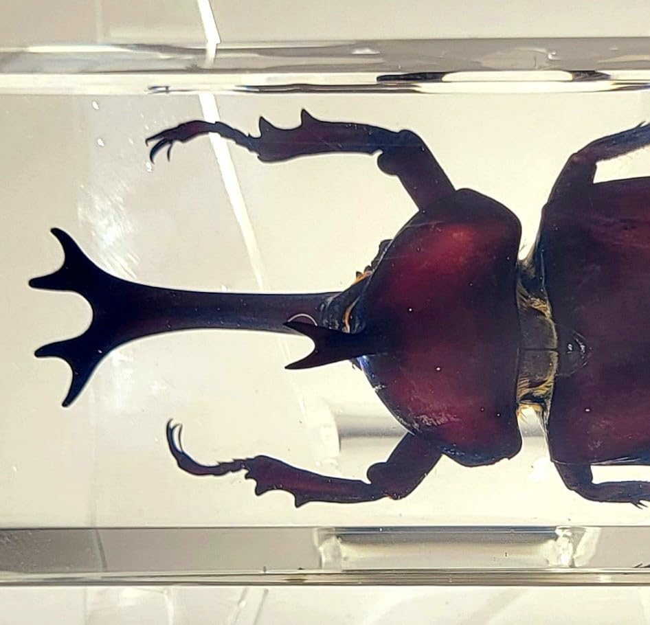 4.3" Real Japanese Rhinoceros Beetle in Crystal Clear Lucite Resin Specimen Preserved Allomyrina Dichotoma Insect Paperweight Taxidermy Collection for Biology Science Education Desk Display Supplies