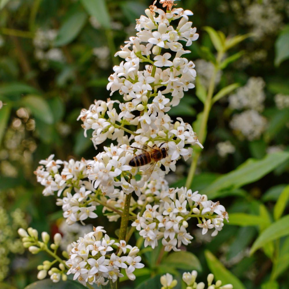 Ligustrum vulgare 'Liga' Semi-Evergreen Privet Barrier Shrub 1X 9cm Pot by Thompson and Morgan