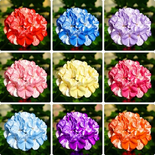 Mixrug Mix Geranium Seeds for Planting 50pcs Rare Perennial Double Geranium Flower Seeds Plants Non-GMO Heirloom Beauty Hummingbirds Open Pollinated Blooms Flowers Plants for Home Garden Outdoors