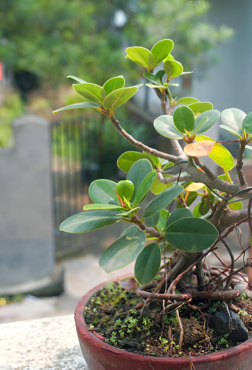 ABEFARIYA China Bot Small Leaves China Banyan Tree Kamarup Malyan Banyan Ficu Live Plant Original Variety | with Grow bag -(height 25-30 c.m.) for home gardening (Quantity 1)