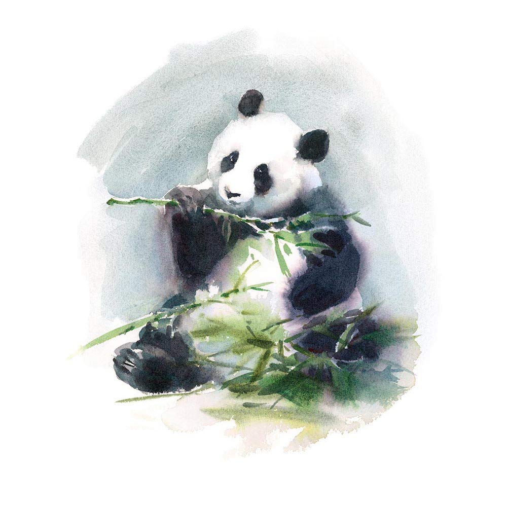 Wee Blue Coo Panda Eating Watercolour Art Print Poster Wall Decor 12X16 Inch
