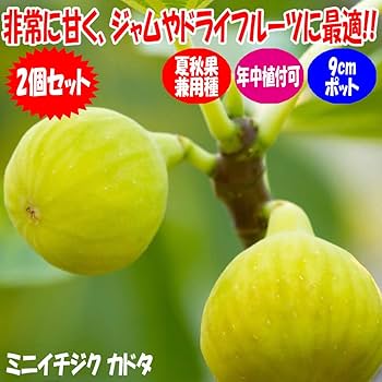 カドタ　プレコス　大株2品種セット販売　いちじく苗 カドタ プレコス 大株2品種セット販売 いちじく苗