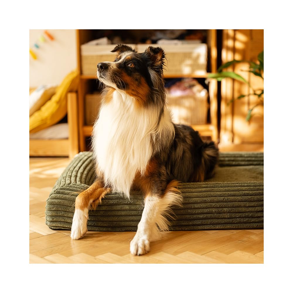 Cuccia ortopedica Cloud - Comodo tappetino per cani con memory foam, fodera rimovibile e fondo antiscivolo, 4 misure (XS - L) e 3 colori (M 100 × 70 cm - verde Mos)