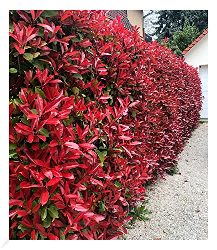 BALDUR Garten 5er Immergrüne Photinia-Hecke Red Robin Pflanzen im 9x9 cm-Topf Glanzmispel winterhart blühend Photinia fraseri Red Robin Photinia fraseri schnellwachsend