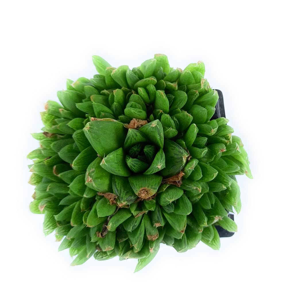 OhhSome Exotic Plant Live Succulent Indoor Plants Haworthia Cooperi Rare Collection - |Home|Indoor|Bedroom|Table|Living Room|Office Decoration Gift (Healthy Plant)