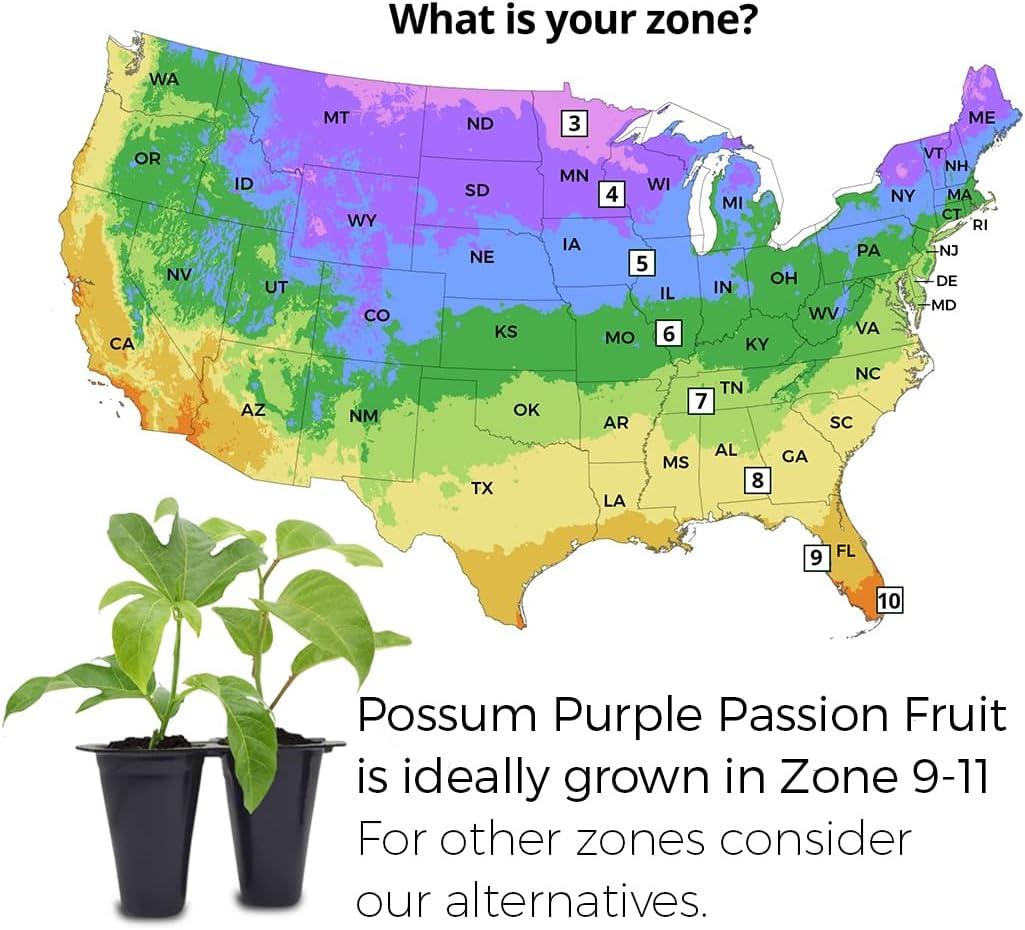 'Possum Purple' Passion Fruit Plants (4 Pack) – Live Starter Vines for Planting, Ideal for Trellises and Arbors, Producing Delicious Aromatic Fruits