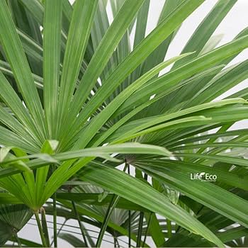 No. 58 シュロチク　棕櫚竹　H120 楽天市場】観葉植物 大型 シュロチク（棕櫚竹） / 10寸・約W110