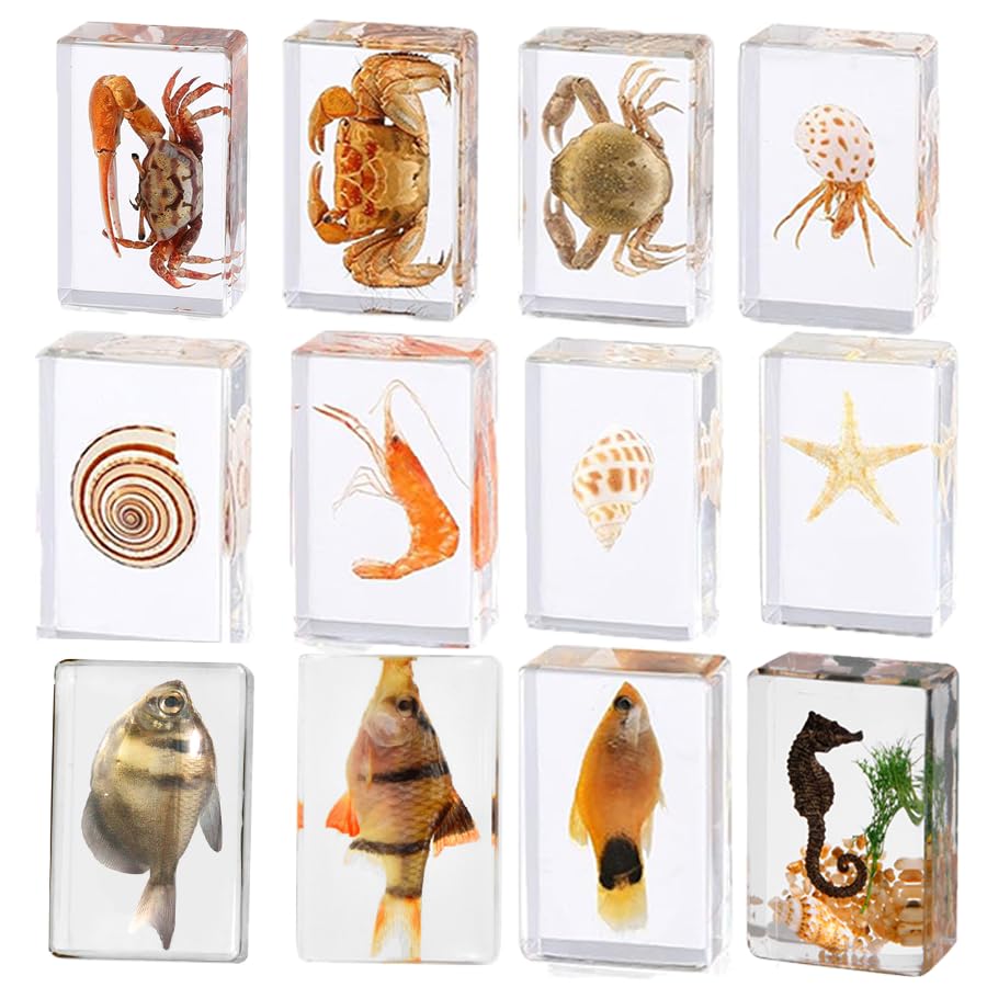 12 marteaux en Papier pour spécimens d'insectes d'animaux Marins en résine, spécimens d'insectes réels en résine pour expositions d'éducation Scientifique (océan)