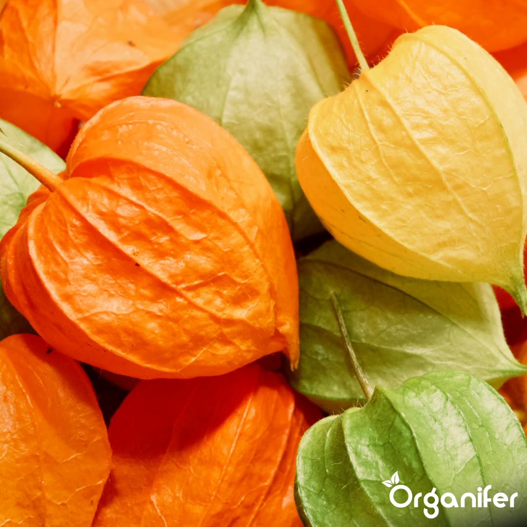 Physalis Nawóz Organiczny Do Roślin Owocowych - 10L - NPK 2-1-8 | Zdrowe Liście - Silne Korzenie I Wysoka Plonność - Organifer