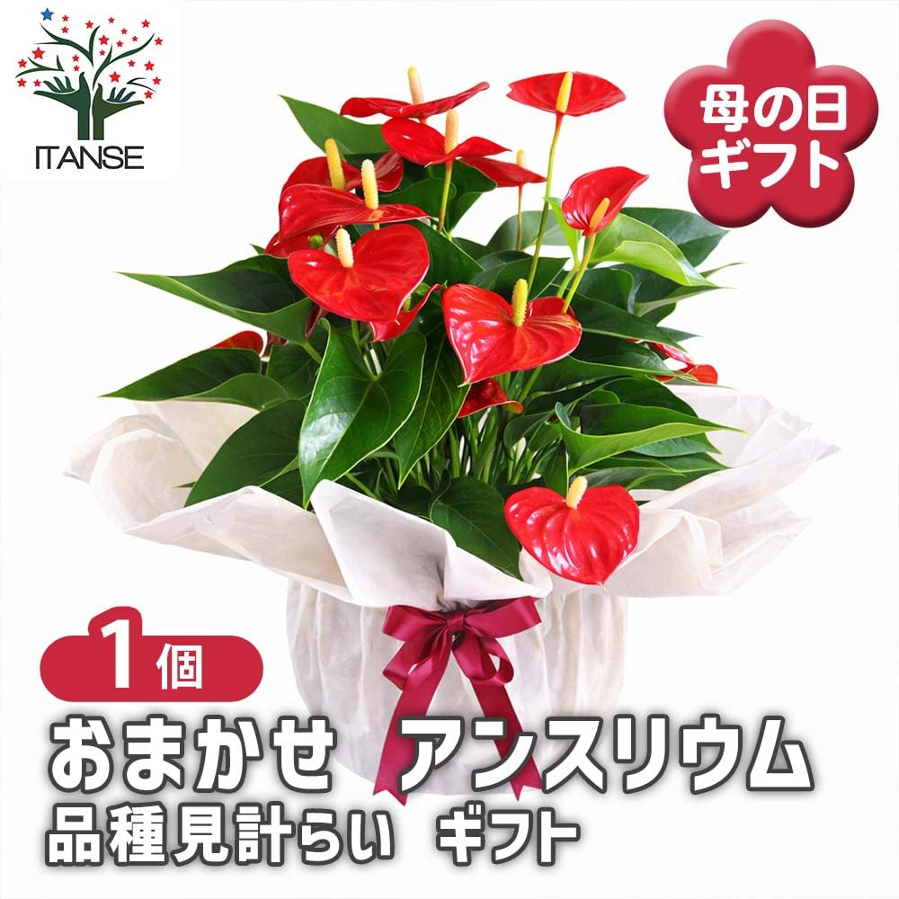 Amazon.co.jp: ITANSE ギフト アンスリウム おまかせ花色・品種