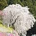 White fountain weeping cherry tree seeds,DIY Home Garden Dwarf Tree,Beautiful and elegant flower seeds garden plant - 10pcs/lot