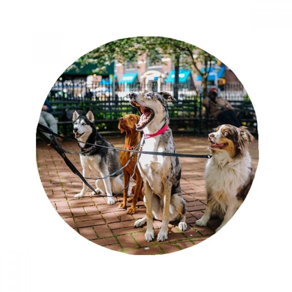 Tapis de chien rond 60cm antidérapant multicolore pour salon et cuisine